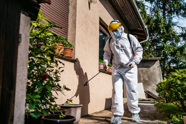 Best Local Pest Control Services  in Palmview, TX