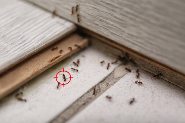 Best Termite Control Services  in Palmview, TX