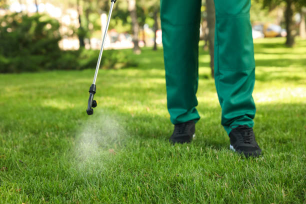 Best Flea Control Services  in Palmview, TX