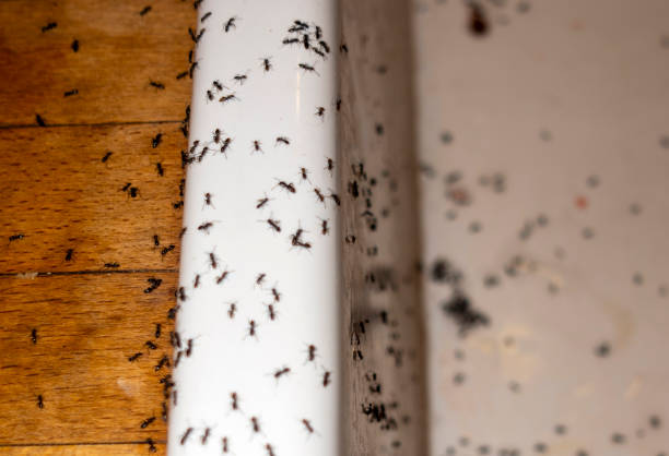 Best Mosquito Control Services  in Palmview, TX