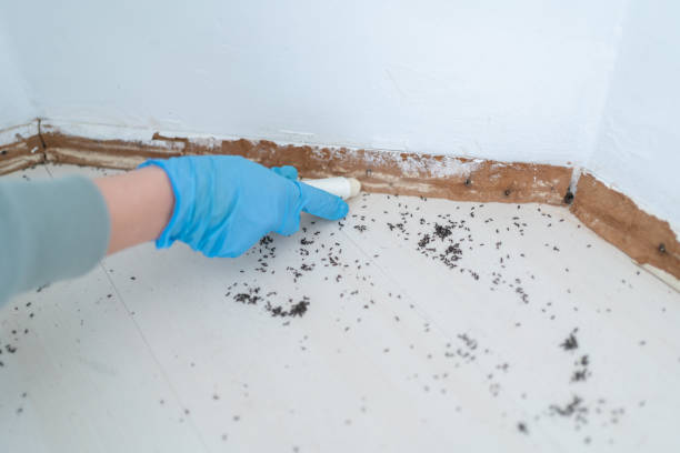 Trusted Palmview, TX Pest Control Experts